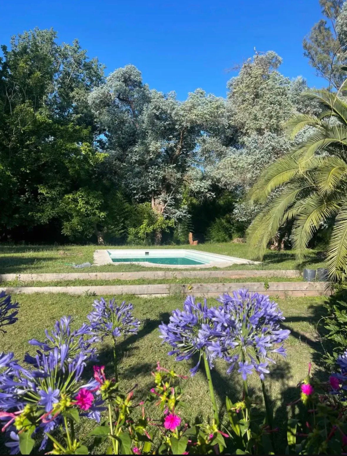 Pileta rodeada de agapantos y árboles